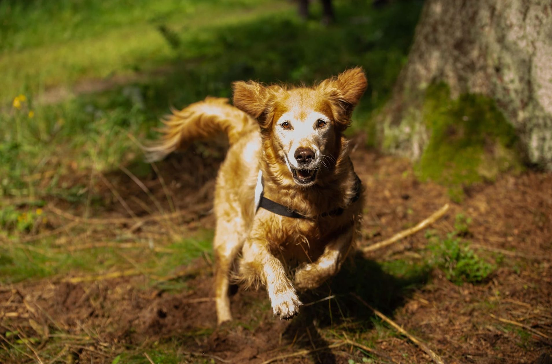 Rettungshund Bjuka - fit Dank regelmäßiger Hundeosteopathie
